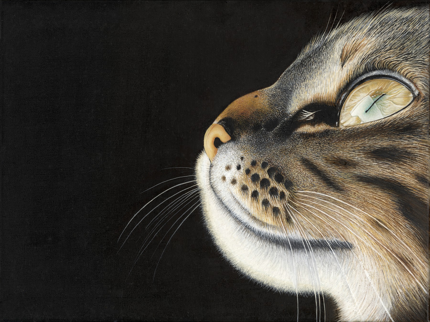 A tabby cat looking upwards, its pale golden eye and fine whiskers illuminated against black.